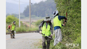 교통사고 예방 위해 수풀 제거