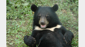 옥천에 떠돌이 반달가슴곰 ‘오삼이’ 출현…“보은 거쳐 이동한 듯”