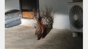 “네가 왜 거기서 나와”…‘산미치광이’ 등장에 제주도 발칵