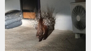 한 달전 동물원 탈출한 ‘산미치광이’ 2마리 제주 떠돈다