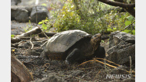 거북이가 오래 사는 건 체온 유지에 에너지 안쓰기 때문