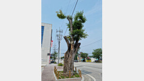 고사 위기 ‘이승만 대통령 느티나무’ 초록 잎 돋아 회생