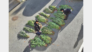 마약 원료 ‘양귀비’ 몰래 재배한 섬·어촌 주민들 37명 입건