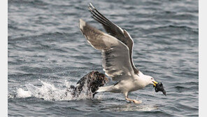 미국서 빠르게 퍼지는 조류인플루엔자… 사람도 감염 피할 수 없어 
