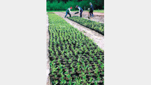 [고양이 눈]고마운 단비