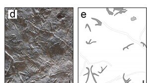 “익룡, 모여 살았다” 화순서 350개 발자국 화석 세계 첫 발견