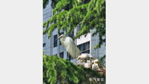 [고양이 눈]‘조망권 아파트’