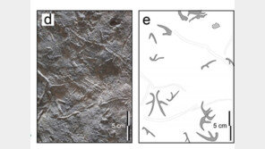 ‘익룡 군집생활’ 증거, 화순서 세계 첫 발굴 