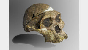 남아공 오스트랄로피테쿠스 화석…“당초보다 100만년 이상 오래됐다”