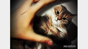 새끼고양이 잔혹 살해범 잡았다… 묵비권 행사 중