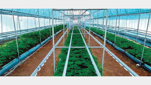 연 20% 고수익 누릴 직영 농장… 원금보장 증권 발행으로 안심 