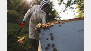 전세계 꿀벌 사라지고 있다는데…호주 수천만 마리 불태우는 중, 왜?