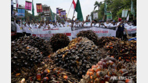 인도네시아 “팜유 수출물량 늘릴것”…자국판매량 5배→7배