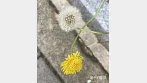 [고양이 눈]현역 vs 은퇴자