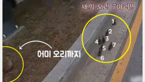 7차선 도로 위 오리 가족…안전하게 이동시킨 경찰관 (영상)