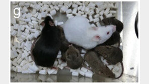 日, 세계 최초 9개월된 동결 건조 피부 세포로 생쥐 복제 성공