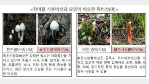 “익혀 먹어도 안돼요”…전문가도 구별 어려운 ‘독버섯’