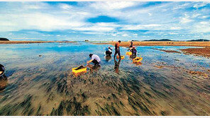 인천시 “바다에 해초 심어 이산화탄소 흡수”