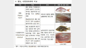 ‘도미 초밥’ 알고 보니 수입민물고기 틸라피아…유전자 검사로 적발