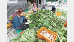 괴산대학찰옥수수 본격 출하
