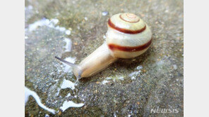 “잡으면 안되요”…멸종위기 2급 참달팽이 20마리 방사