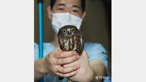 도심에 멸종위기종 돌아왔지만… “아프고 다쳐 구조하기 바빠요” 