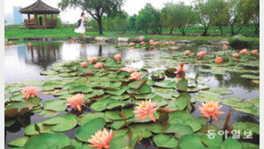 연꽃단지에 수련이 활짝