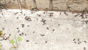 “사랑벌레 잡아라” 도심속 방역총력전…은평구 민원 3000건 폭발