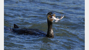 보호종이라 포획 못해…어족자원 피해주는 민물가마우지 ‘골치’