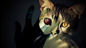 포항 고양이 잔혹살해범, 3년 전 한동대 고양이킬러였다