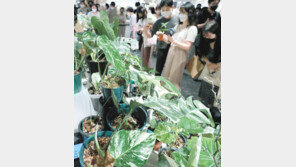 희귀식물 키우고 수익까지… ‘식테크 열풍’