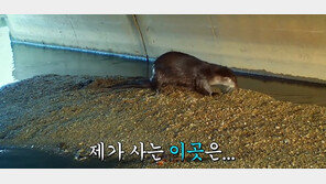 수달과 오리가 돌아왔다…‘공장 방류수’의 화려한 변신