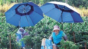 고추 수확작업 한창