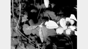 ‘왕모기’ 오해받는 각다귀도 피 대신 꽃꿀 빨아먹는 ‘익충’ 