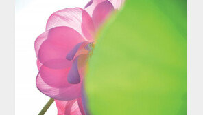 연(蓮)꽃에 숨겨진 생명의 이야기를 담다[청계천 옆 사진관]