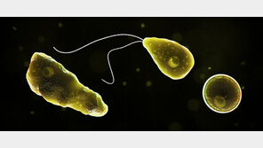 치사율 97%…수영하던 美여성, ‘뇌 먹는 아메바’에 당했다