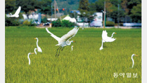 백로들의 힘찬 날갯짓