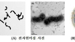 낙동강생물자원관, 내분비계 장애물질 분해하는 신종 미생물 발견
