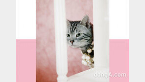 프랑스 샴페인 봉발레, 사진작가 케이티 킴 협업 고양이 사진전 개최