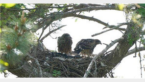 멸종위기종 ‘솔개’, 남해서 번식 최초 확인…둥지서 새끼 2마리도 발견