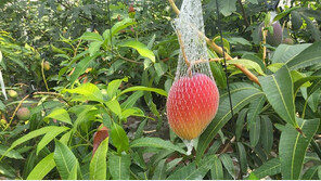 내륙지역 충북 옥천에 열대과일 ‘애플망고’ 주렁주렁