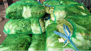 ‘金배추’ 1포기 9000원… “내주부터 가격 하락 예상”