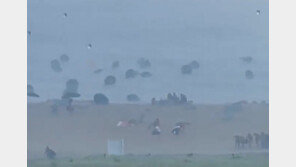강풍에 뽑혀 날아가는 파라솔 수십개…美관광객 혼비백산