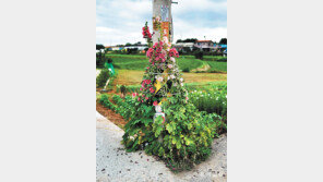 [고양이 눈]접시꽃 받쳐준 당신