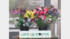 [고양이 눈]꽃이 활짝, 나비도 활짝