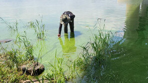 다대포해수욕장 5년 만에 입수 금지…강에서 떠내려온 녹조 때문