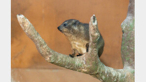 코끼리와 같은 조상 둔 ‘바위너구리’, 서울어린이대공원 새식구로