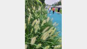 [고양이 눈]가을의 향연