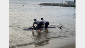여수 해변으로 떠밀려온 고래, 무사히 바다로(영상)