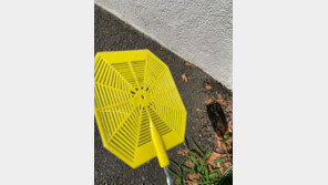 “보이면 콱 밟으세요”…꽃매미에 고통받는 뉴욕